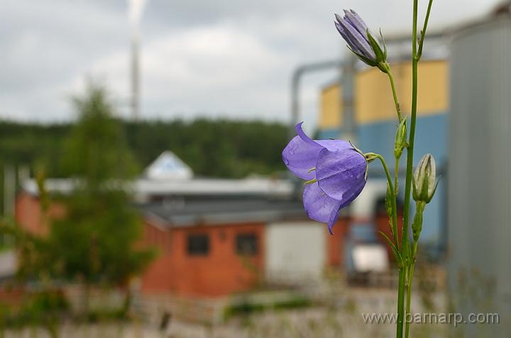 120707_blaklocka.jpg - Blåklocka