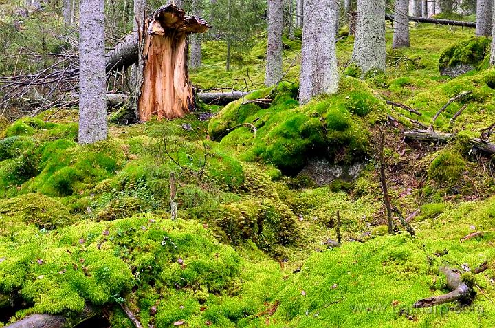 121025_skog.jpg - Skog