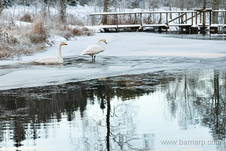 121201_svanar.jpg - Svanar