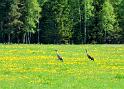120523_tranor