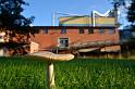 120827_svamp