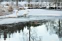 121201_svanar