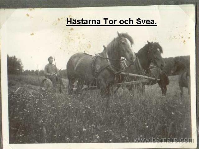 oskar_westberg_med_hastar.jpg - Oskar Westberg med hästarna Tor och Svea